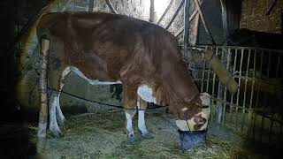 H509 Combor Sapi Simental Hamil-H202 Di Sore Hari | Minggu 17 Mei 2026