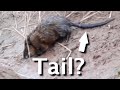 3 differences between muskrats and beavers