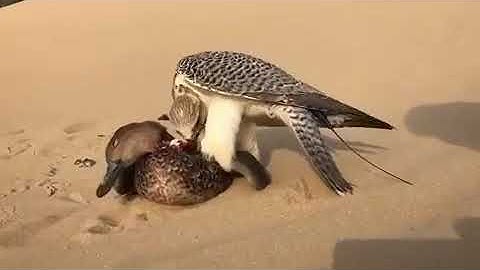 Chim cắt ăn vịt trời sau khi săn được