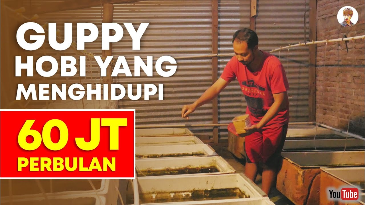 60 JUTA / BULAN DARI IKAN GUPPY. AGUS SEKTI PETERNAK IKAN GUPPY