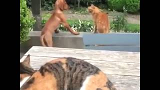 Royal Rumble Pets by Wild Wild Pets 27 views 5 years ago 3 minutes, 13 seconds