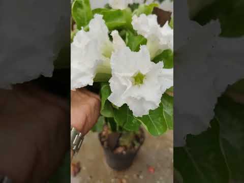 double petal white