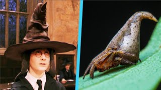 The Sorting Hat Spider  Animal of the Week