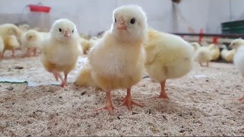 Incubadora automática con Arduino (Proyecto Matchfunding)