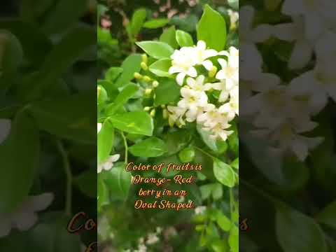Video: Murraya Orange Jasmine – Apelsini jasmiini taimede kasvatamine aias