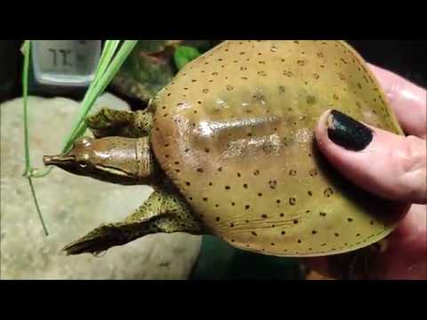 Video: Sự chăm sóc của My Baby Spiny Soft Shell Rùa