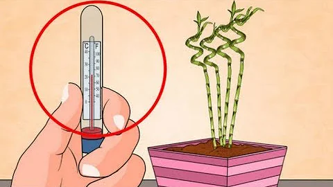 Какая самая низкая температура для комнатных растений
