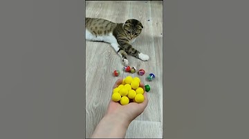 Funny cat Barsik beads 🔴🖐 Satisfying reverse video