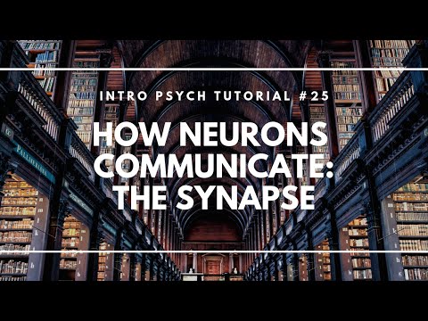 How Neurons Communicate: The Synapse (Intro Psych Tutorial #25)