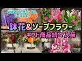 【花屋】鉢花と色んなギフト商品入荷しました‼️母の日用に少しずつ入荷中！#237