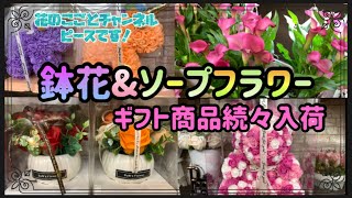 【花屋】鉢花と色んなギフト商品入荷しました‼️母の日用に少しずつ入荷中！#237