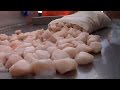Sea Scallop Fishing Off the Jersey Coast Thriving