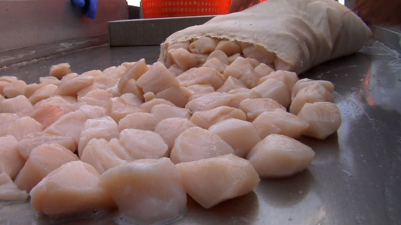 Sea Scallop Fishing Off the Jersey Coast Thriving YouTube