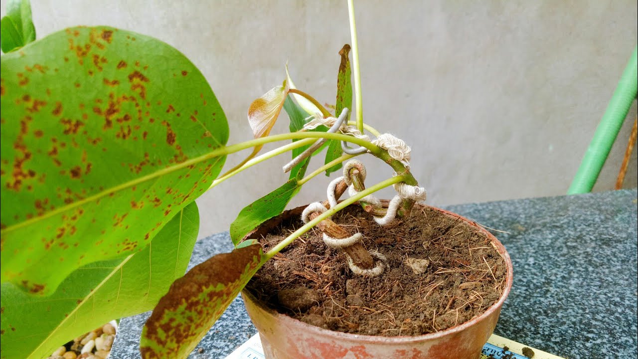 Tạo dáng cây bồ đề