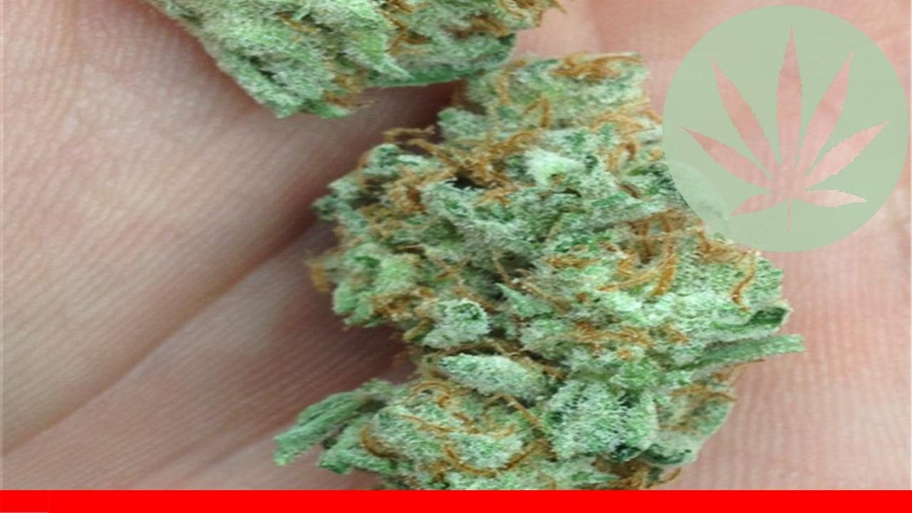 Shipwreck - All About This Strain