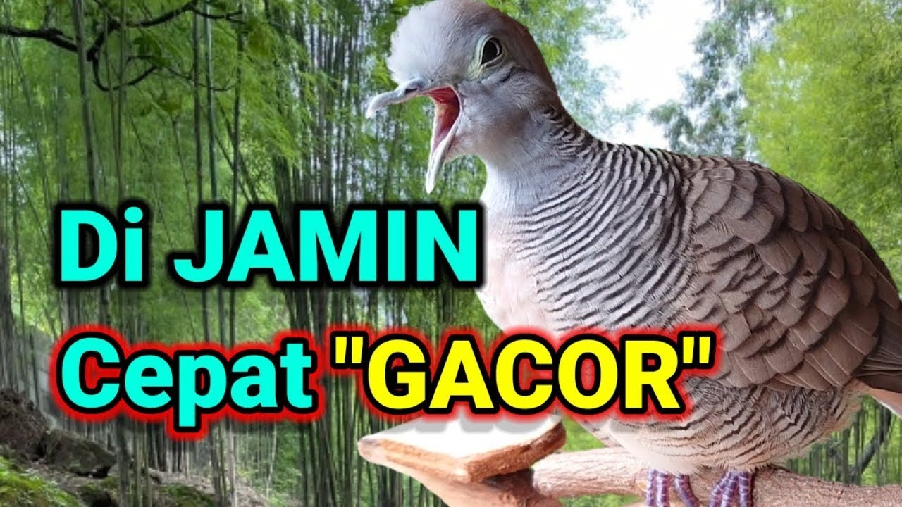 pancingan perkutut agar bunyi