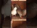 kaise jod lagane per kaise baccha nikalta Hai