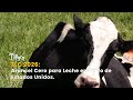 TLC 2026: Arancel Cero para Leche en Polvo de Estados Unidos - TvAgro por Juan Gonzalo Angel