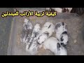 كيفية تربية الأرانب للمبتدئين