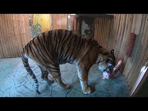 Video: Kolik Amurských Tygrů Zbývá