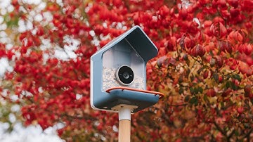Birdbuddy 2 AI Smart Camera Bird Feeder // Home Tech + Giveaway!