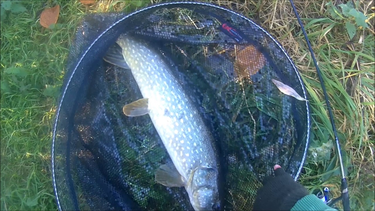 Pike fly fishing . How to retrieve,and catch pike on jig fly with light spinning gear YouTube