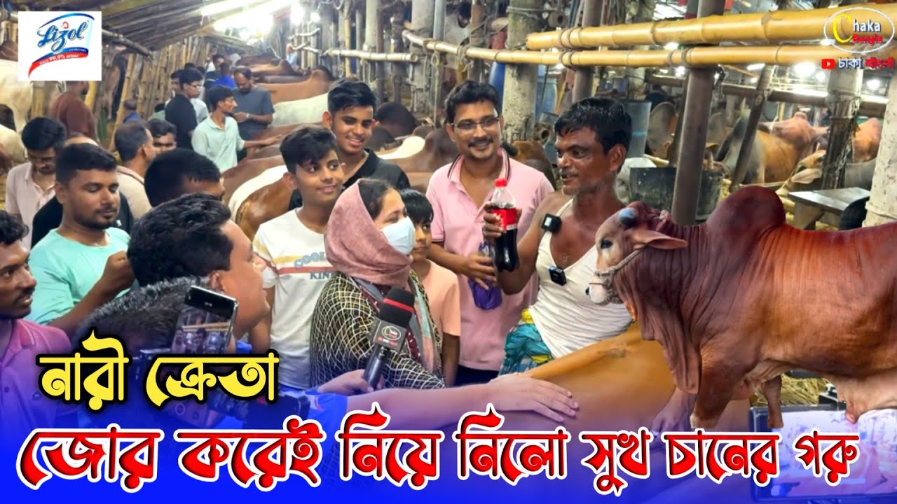 নারী ক্রেতা সুখ-চানের গরু জোর করেই নিয়ে ফেলল! qurbani cow price 2025