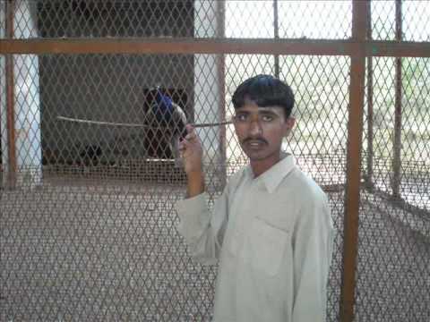 Bahawalpur Trip Eid ul Fitar Muhammad Musa