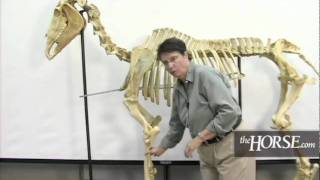 The Horse's Skeleton: Overview