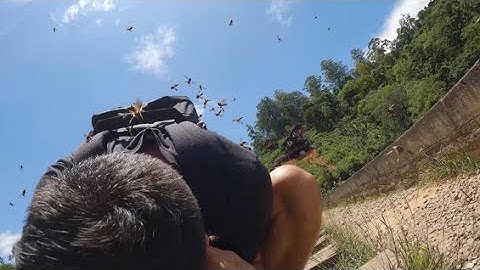 🐝🏃💥Enxame de abelhas ataca turistas no Sri Lanka