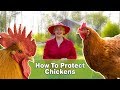 How To Protect Chickens From Hawks & Foxes