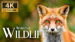 World Of Wildlife 4K 🐾 Discovery Mysteries Of The Wild ~ Unveiling Nature's Secrets