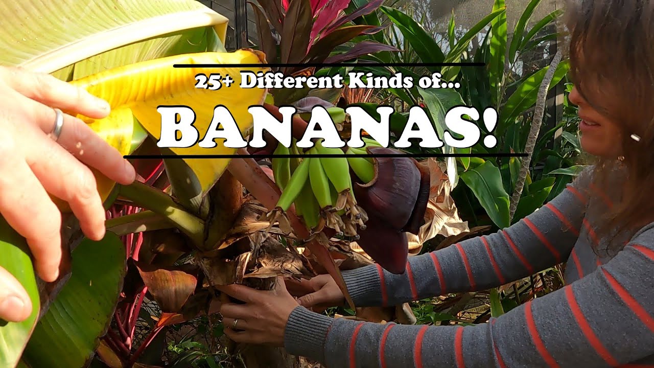 Over 25 Diffferent Varieties of Bananas! - YouTube