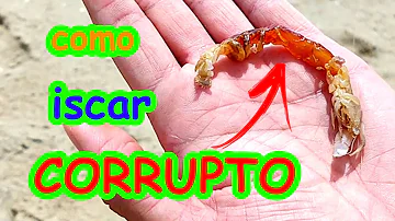 Como colocar a isca de corrupto no anzol?