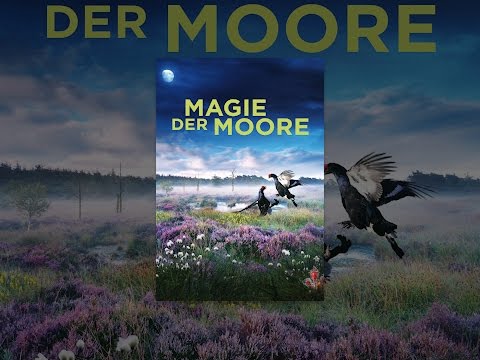 Magie der Moore
