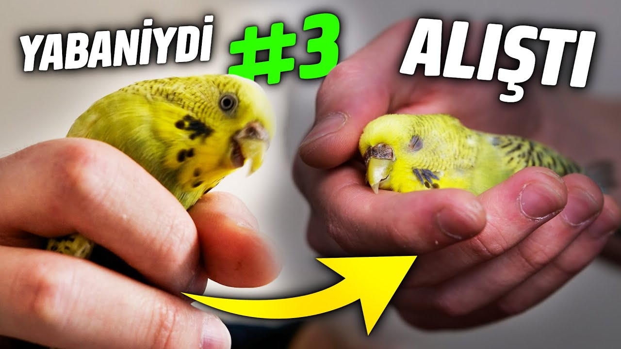 ALIŞTI - Isıran En Zor Muhabbet Kuşu Eğitimi Bölüm 3 (FİNAL) #2GündeKuşEğitmeChallenge