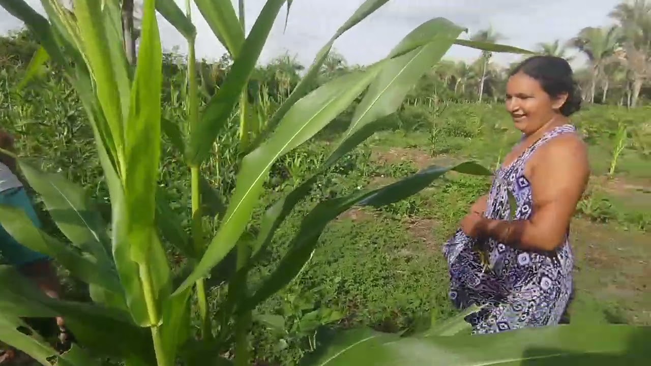 Colheita de milho e feijão na roça do morais e muita resenha 