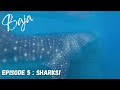 Bikes in Baja Episode 5: Swimming with the Whale Sharks in La Paz