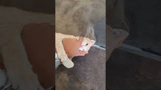 (orange cats😆 #crazycat #funnycat #orangecatenergy #chaoticcat #sillycat #zoomies #catmemes