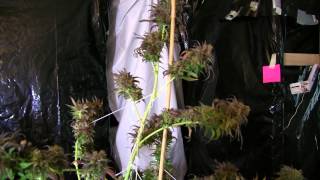Grow Room and Harvest Totals