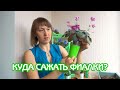 Куда сажать фиалки? | Советы по уходу за фиалками #17 | Мои фиалки