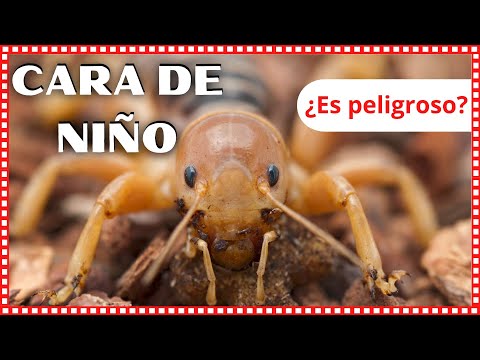 CARA DE NIÑO el peculiar INSECTO lleno de historias y mitos sobre su existencia. ¿Es peligroso?