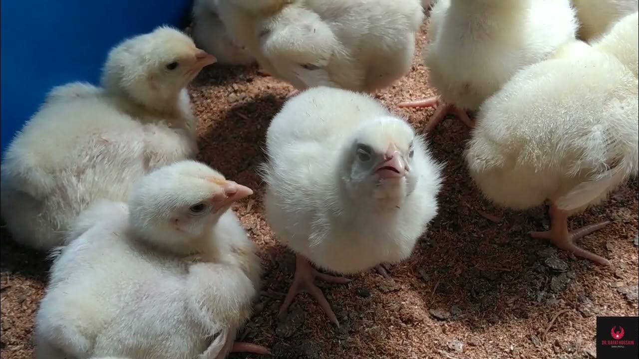 Broiler Brooder Pneumonia YouTube
