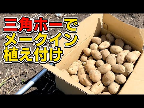 今年のひとりぼっち農園①】メークイン植え付け【カズさんの種芋