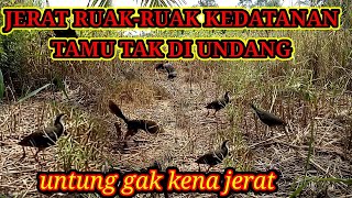 Jerat Ruak-Ruak Kedatangan Tamu Tak Di Undang