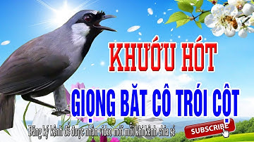 Khướu già rừng hót giọng Bắt Cô Trói Cột kích bổi cực hiệu quả (không tạp âm)