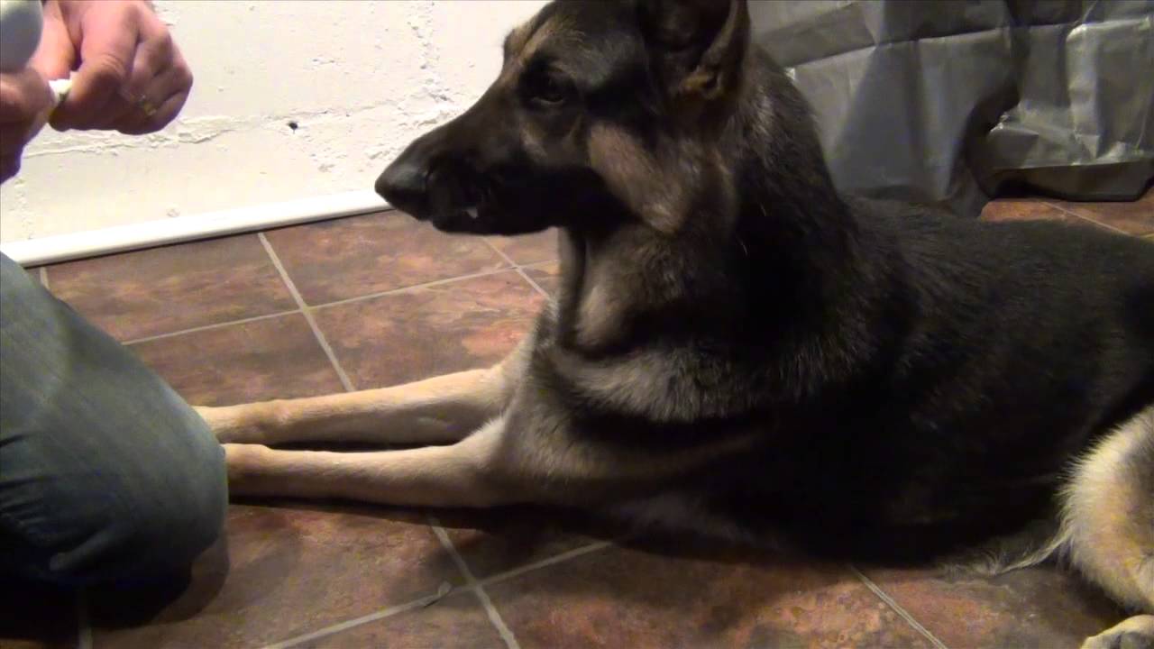 electric toothbrush for dogs how to brush dogs teeth with an electric toothbrush youtube electric toothbrush for dogs how to brush dogs teeth with an electric toothbrush youtube