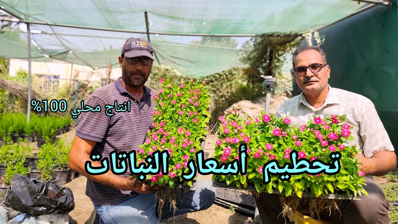 تحطيم اسعار النباتات لدعم التشجير في مشتل زهرة المواسم العراق 🇮🇶 بغداد  100% انتاج محلي و بانسب سعر