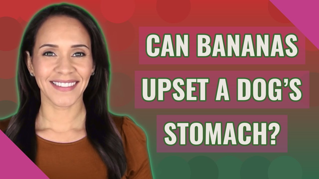 Can Bananas Upset A Dog'S Stomach?