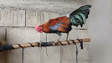 Saib qaib dib tuaj zoo nyob moo cab nawb